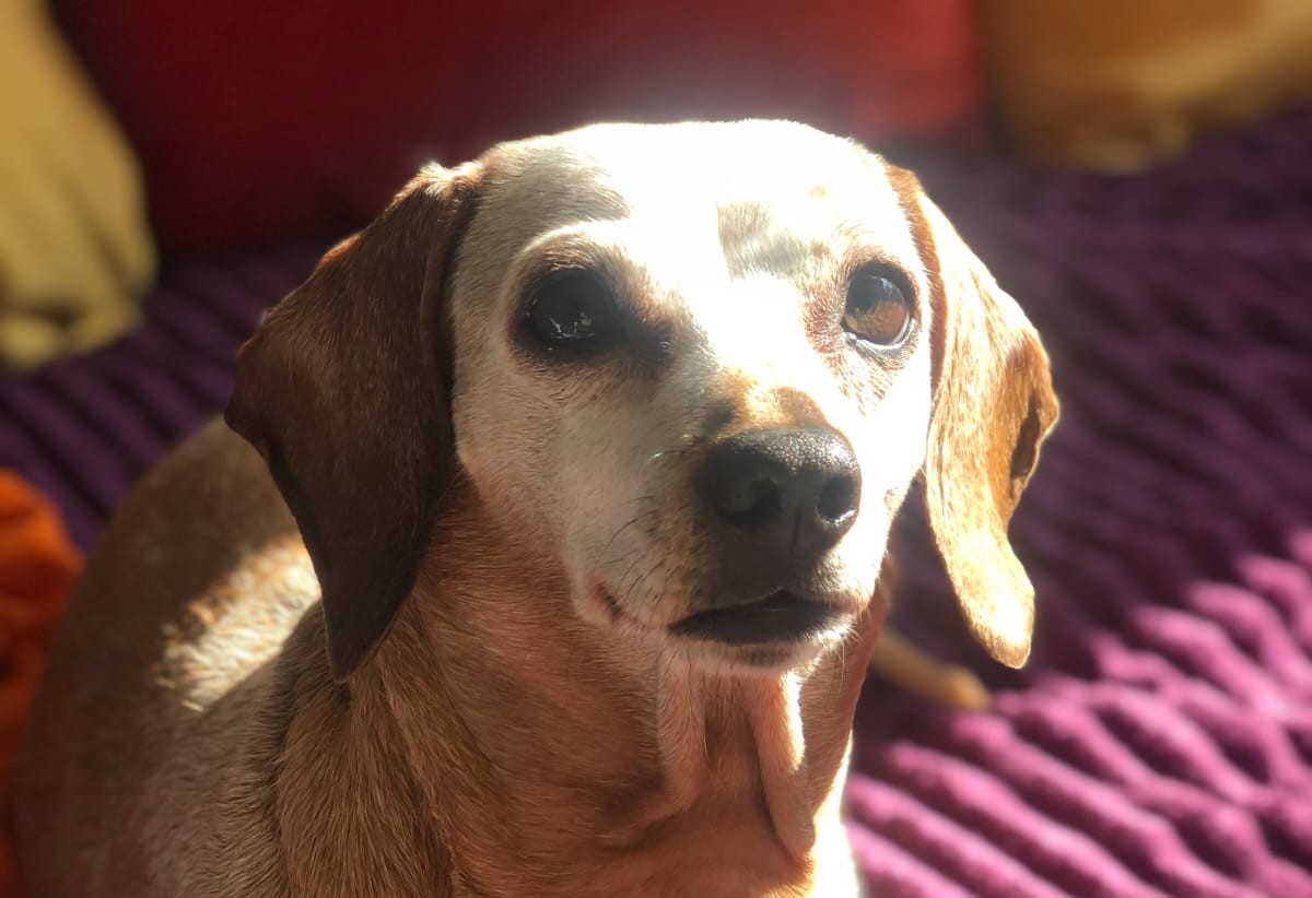 Ayuda a Nala Aprendiendo sobre Respiración & Mindfulness